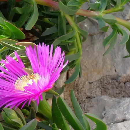 Bed & Breakfast Hollywood 3*